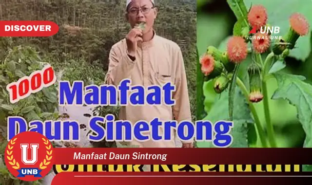 manfaat daun sintrong