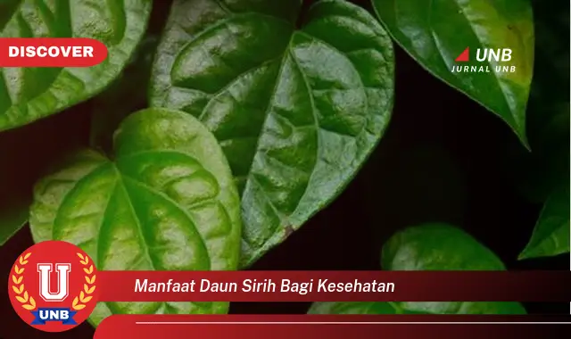 Ketahui 10 Manfaat Daun Sirih Bagi Kesehatan, Panduan Lengkap dan Terperinci