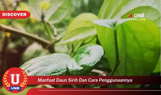 manfaat daun sirih dan cara penggunaannya