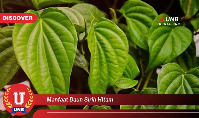 Ketahui 10 Manfaat Daun Sirih Hitam untuk Kesehatan Tubuh Anda Secara Alami