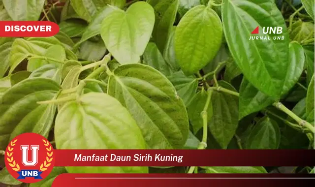 manfaat daun sirih kuning