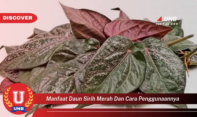 Ketahui 8 Manfaat Daun Sirih Merah untuk Kesehatan dan Cara Penggunaannya yang Efektif