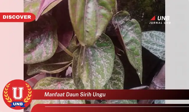 manfaat daun sirih ungu