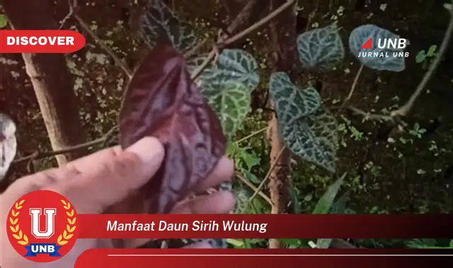 Ketahui 10 Manfaat Daun Sirih Wulung untuk Kesehatan Tubuh Anda