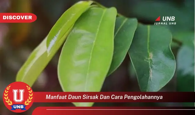 manfaat daun sirsak dan cara pengolahannya