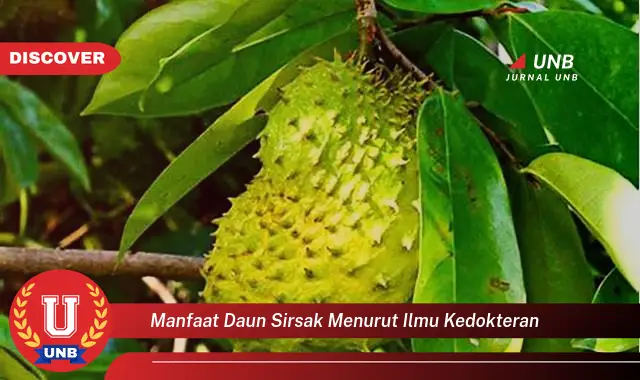 Ketahui 10 Manfaat Daun Sirsak Menurut Ilmu Kedokteran,  Untuk Kesehatan Anda