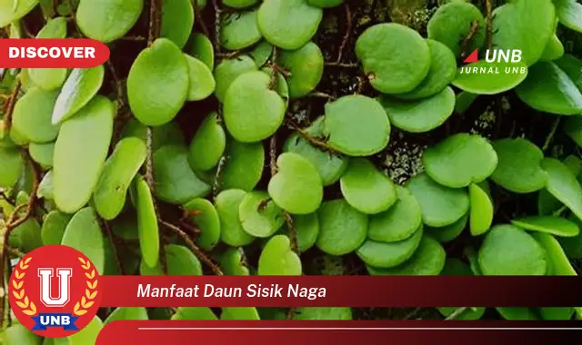 manfaat daun sisik naga