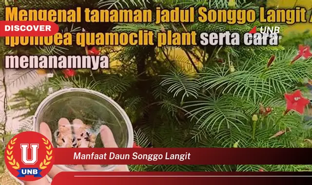 Ketahui 9 Manfaat Daun Songgo Langit untuk Kesehatan Anda