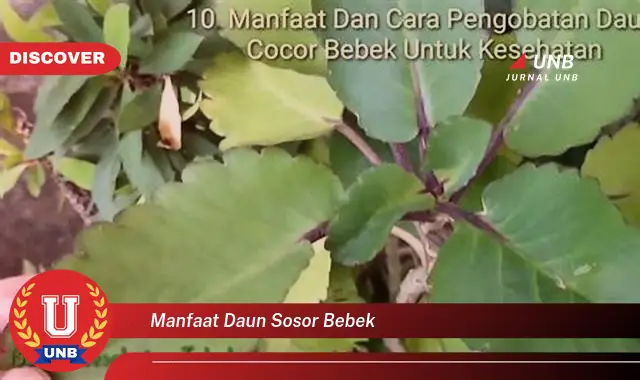 Ketahui 8 Manfaat Daun Sosor Bebek untuk Kesehatan Anda