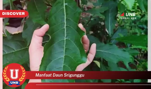 manfaat daun srigunggu