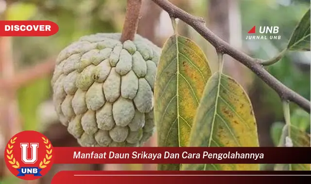 Ketahui 9 Manfaat Daun Srikaya dan Cara Pengolahannya untuk Kesehatan