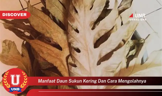 manfaat daun sukun kering dan cara mengolahnya