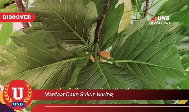 Ketahui 9 Manfaat Daun Sukun Kering untuk Kesehatan Anda