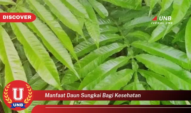 Temukan 9 Manfaat Daun Sungkai bagi Kesehatan,  Solusi Alami untuk Hidup Lebih Sehat