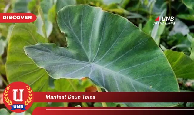 manfaat daun talas