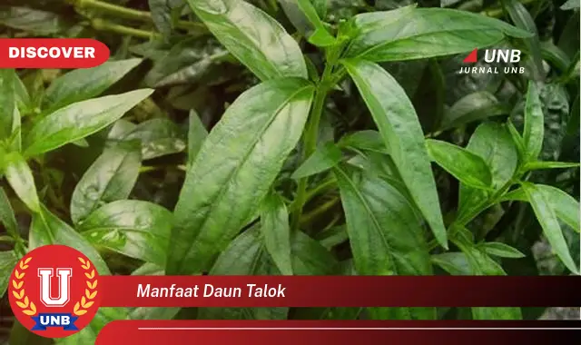 Ketahui 9 Manfaat Daun Talok untuk Kesehatan, Kecantikan, dan Masakan