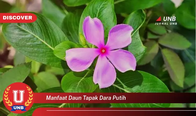 Ketahui 8 Manfaat Daun Tapak Dara Putih untuk Kesehatan Anda