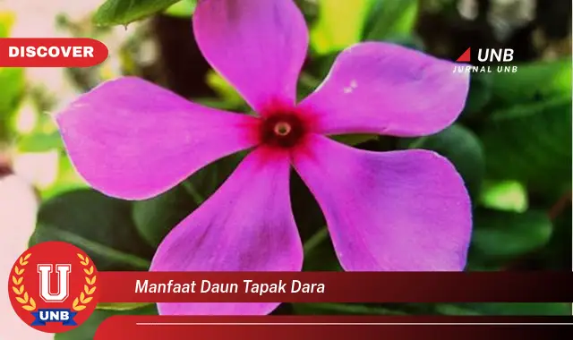 Ketahui 8 Manfaat Daun Tapak Dara untuk Kesehatan, Potensi Antikanker dan Lainnya