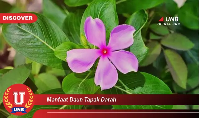 manfaat daun tapak darah