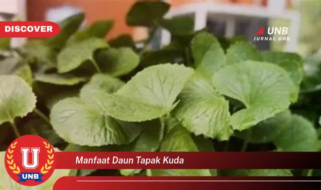 manfaat daun tapak kuda