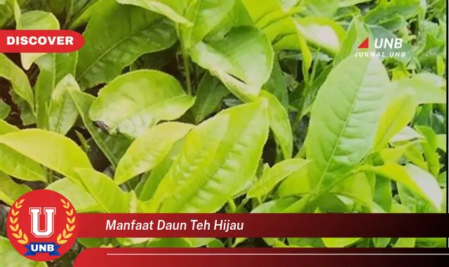 manfaat daun teh hijau