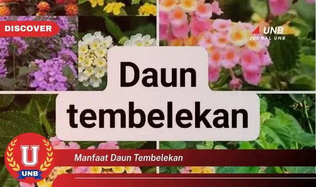 manfaat daun tembelekan