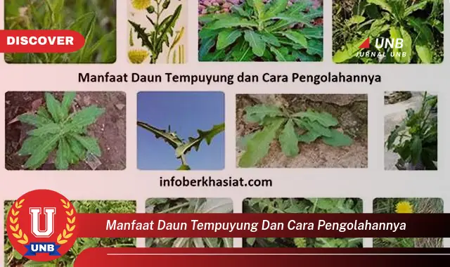 Ketahui 8 Manfaat Daun Tempuyung dan Cara Pengolahannya untuk Kesehatan