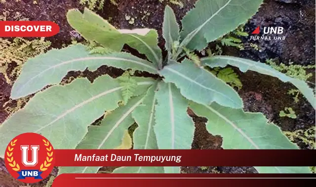 manfaat daun tempuyung