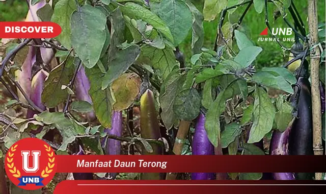 manfaat daun terong