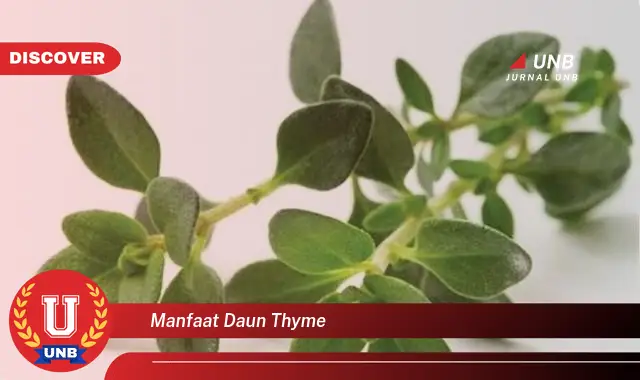 Ketahui 8 Manfaat Daun Thyme untuk Kesehatan, Kecantikan, dan Masakan Anda