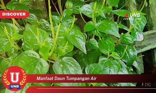 Ketahui 9 Manfaat Daun Tumpangan Air untuk Kesehatan dan Kecantikan