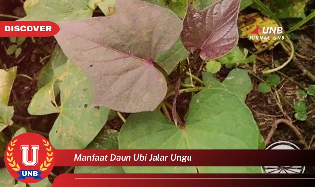 Ketahui 9 Manfaat Daun Ubi Jalar Ungu untuk Kesehatan Anda