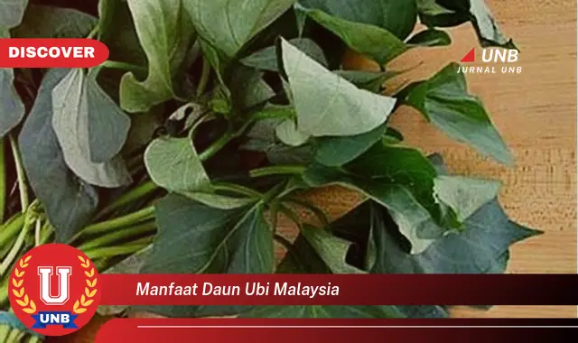 manfaat daun ubi malaysia