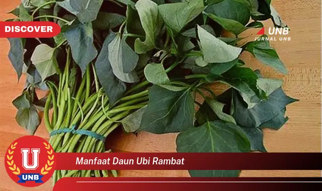 manfaat daun ubi rambat