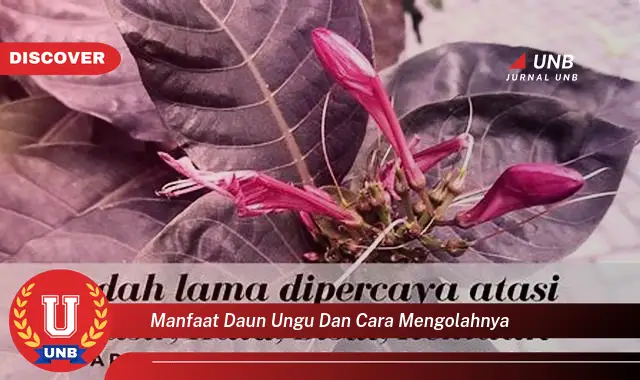 Ketahui 9 Manfaat Daun Ungu untuk Kesehatan dan Cara Mengolahnya Menjadi Obat Tradisional