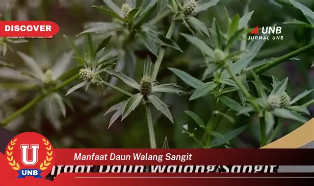 manfaat daun walang sangit