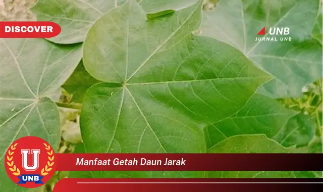 manfaat getah daun jarak