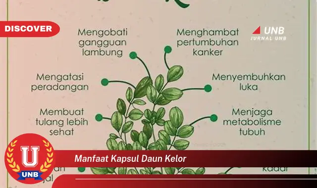 Ketahui 8 Manfaat Kapsul Daun Kelor untuk Kesehatan Anda