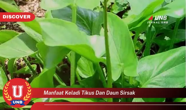 Ketahui 9 Manfaat Keladi Tikus dan Daun Sirsak untuk Kesehatan Anda