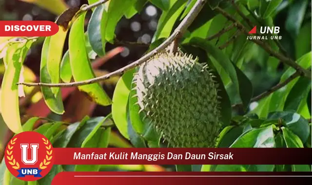 manfaat kulit manggis dan daun sirsak