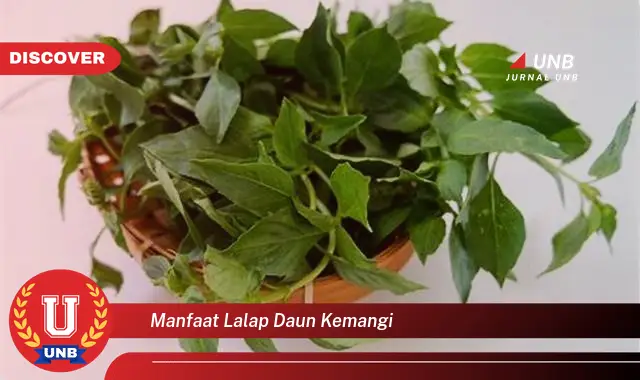 Ketahui 9 Manfaat Lalap Daun Kemangi untuk Kesehatan Tubuh Anda