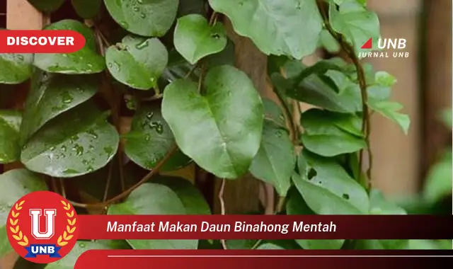 manfaat makan daun binahong mentah