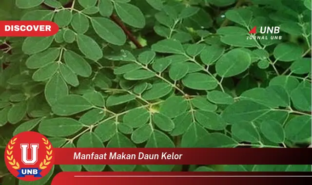 manfaat makan daun kelor