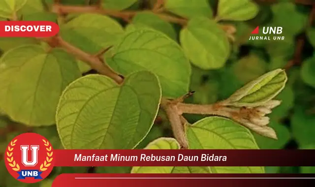 Ketahui 10 Manfaat Minum Rebusan Daun Bidara untuk Kesehatan Tubuh Anda