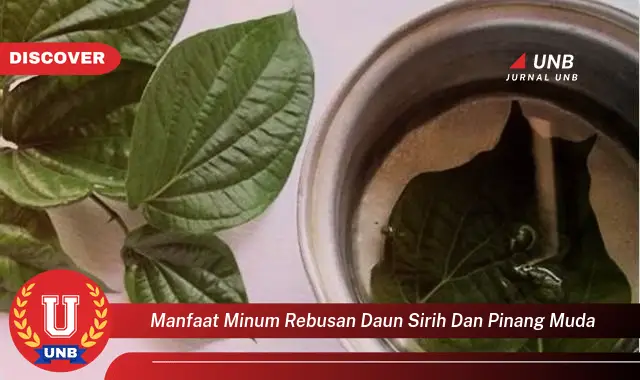 manfaat minum rebusan daun sirih dan pinang muda