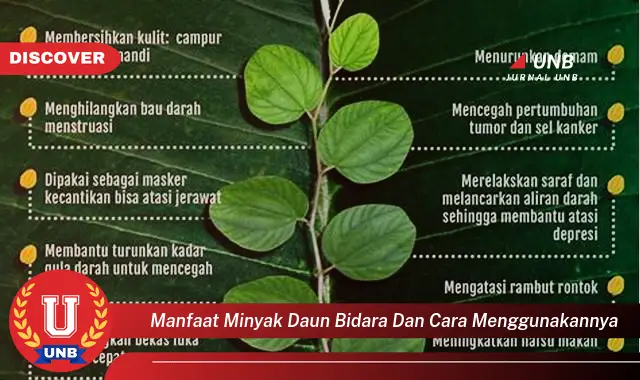 Ketahui 8 Manfaat Minyak Daun Bidara dan Cara Menggunakannya untuk Kesehatan Kulit dan Rambut