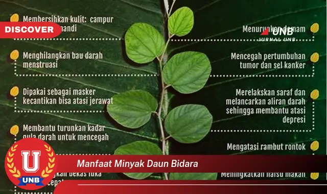 Ketahui 9 Manfaat Minyak Daun Bidara untuk Kulit, Solusi Alami Masalah Jerawat, Eksim, dan Gatal