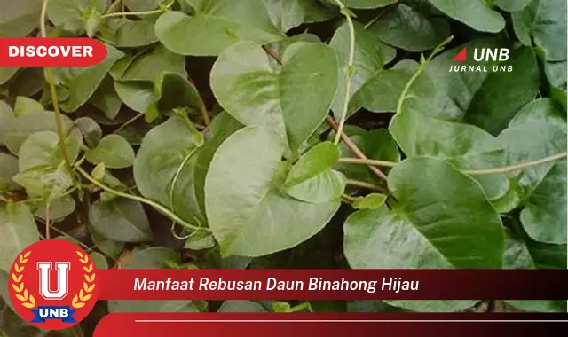 manfaat rebusan daun binahong hijau