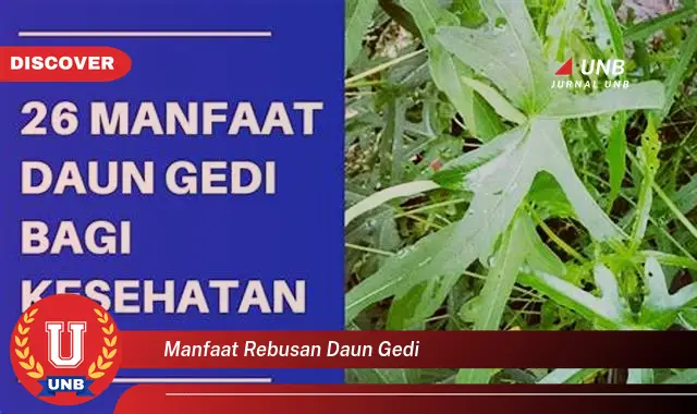 manfaat rebusan daun gedi