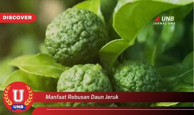 manfaat rebusan daun jeruk